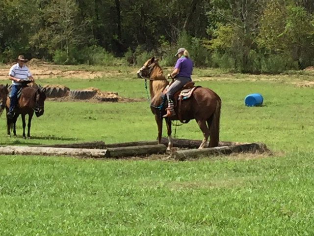 trail horse test oct 6 201822
